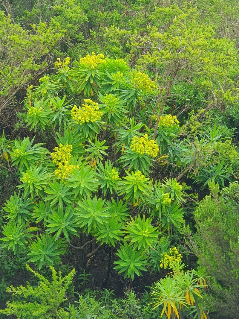 Euphorbia bourgaeana photo 7