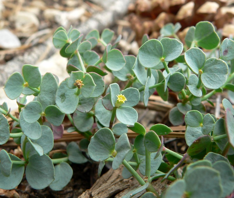 Horned Spurge