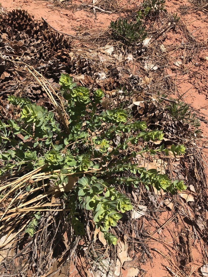 Horned Spurge