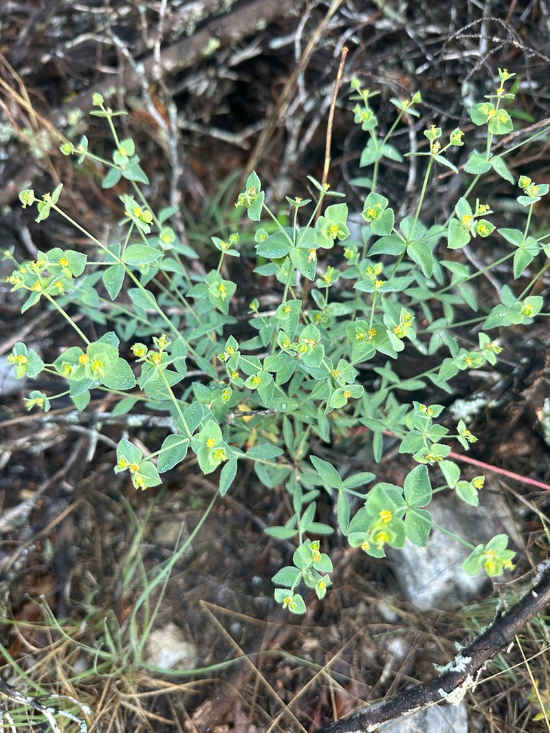 Horned Spurge photo 2