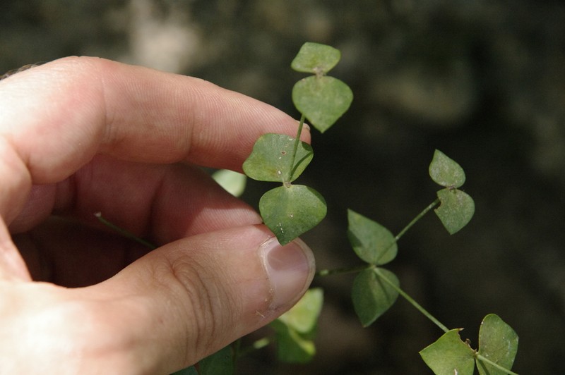 Horned Spurge photo 3