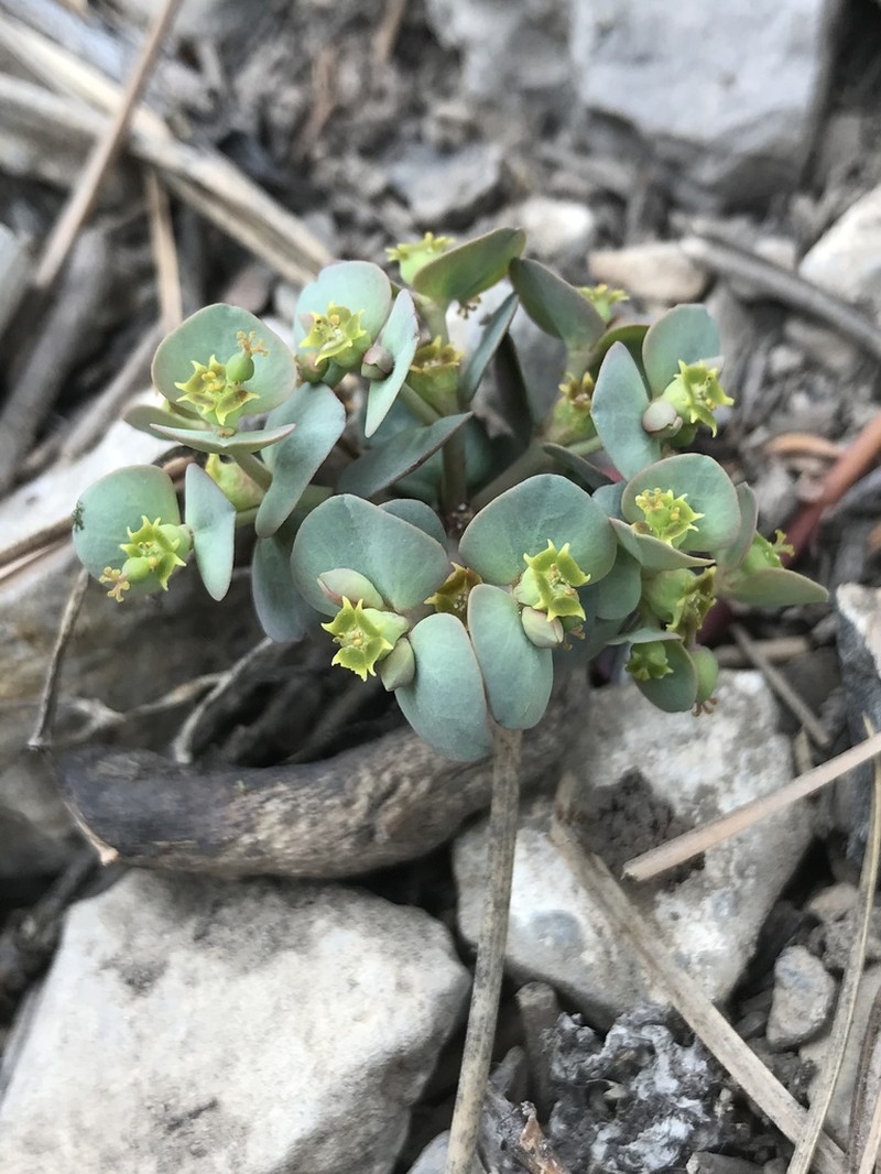 Horned Spurge photo 4