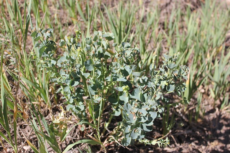 Horned Spurge photo 5