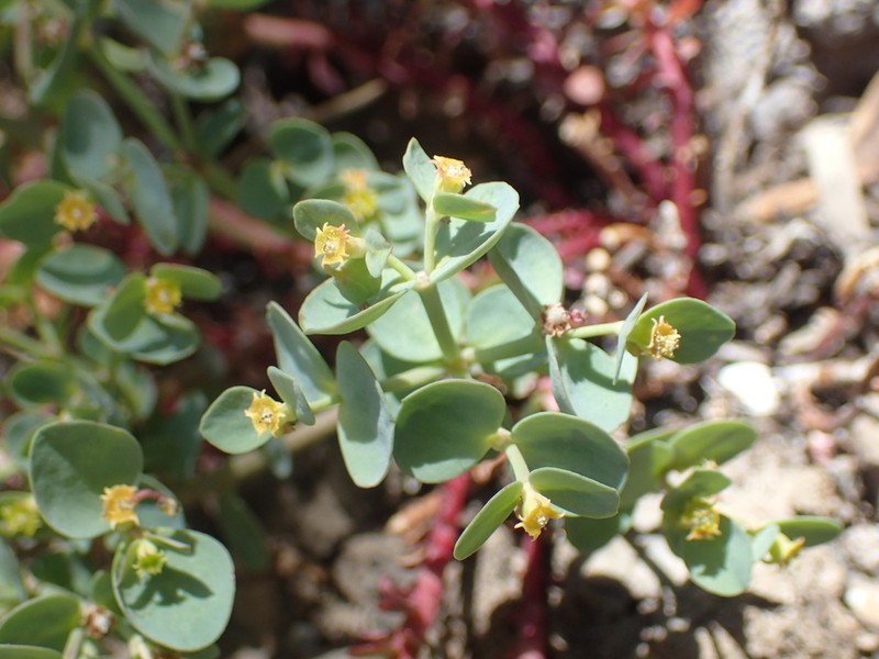 Horned Spurge photo 6