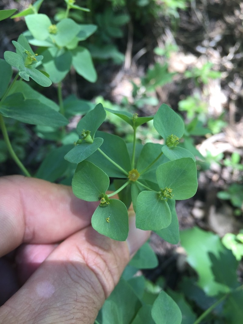 Horned Spurge photo 7