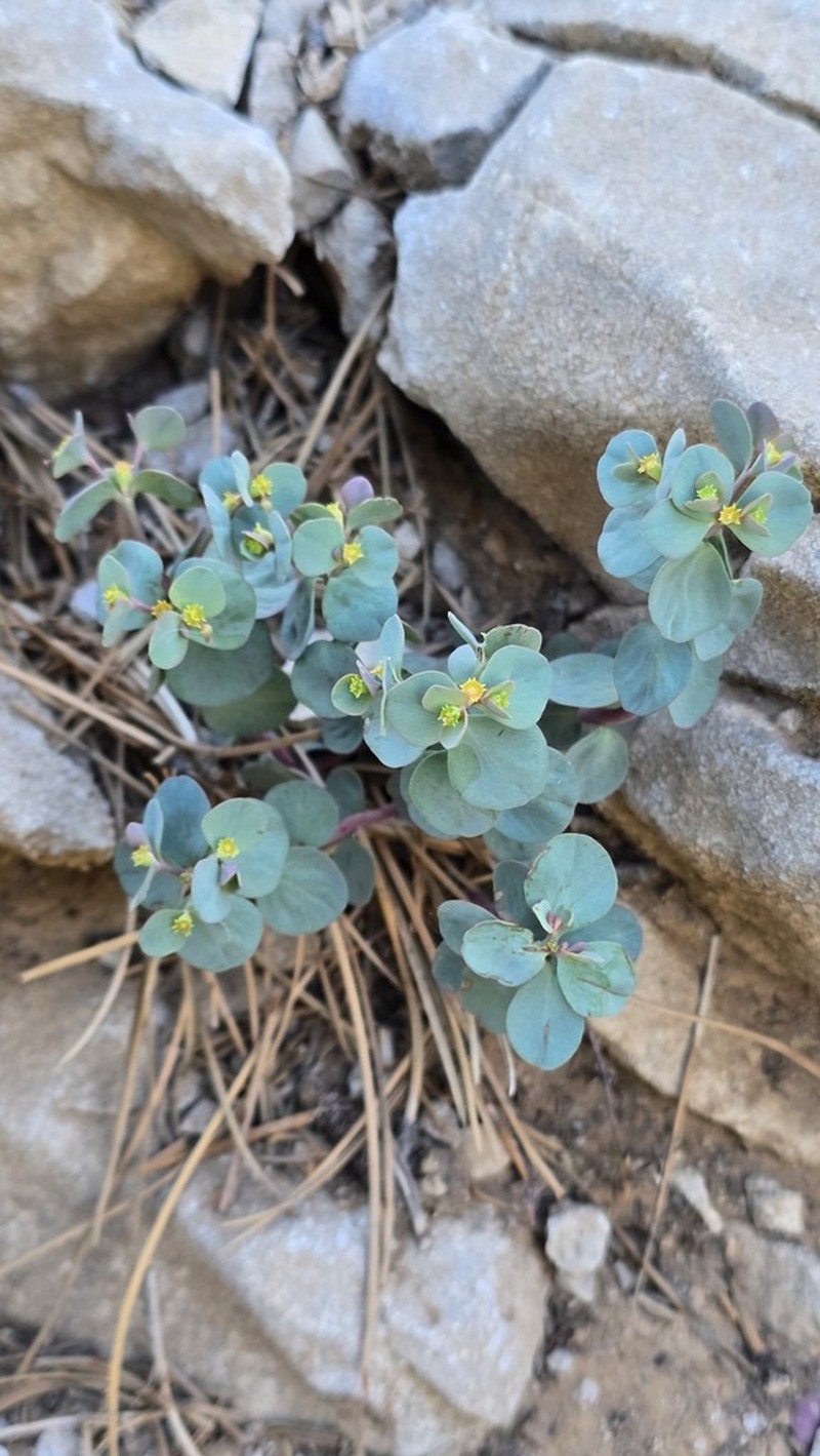 Horned Spurge photo 8