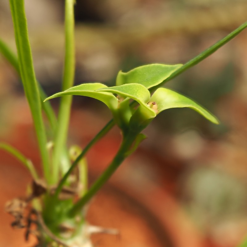 Euphorbia brachyphylla