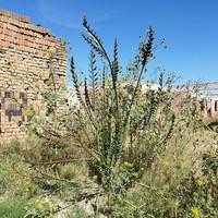 Euphorbia bracteata