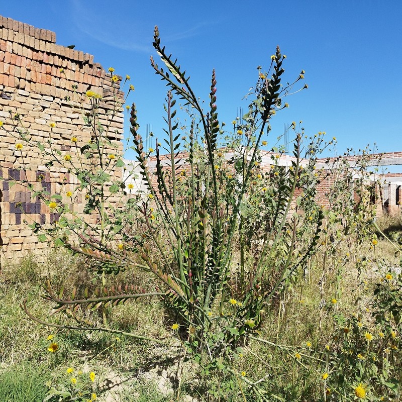 Euphorbia bracteata