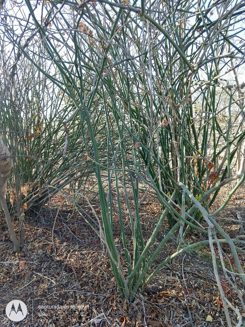 Euphorbia bracteata photo 2