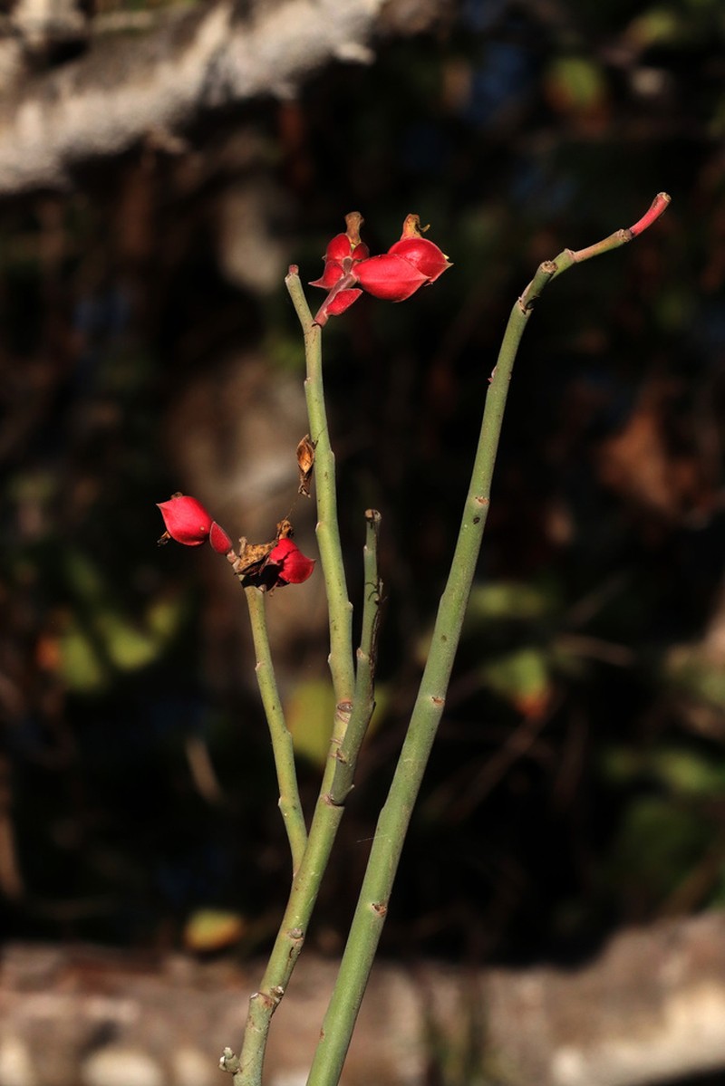 Euphorbia bracteata photo 4