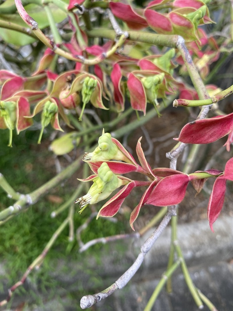 Euphorbia bracteata photo 5