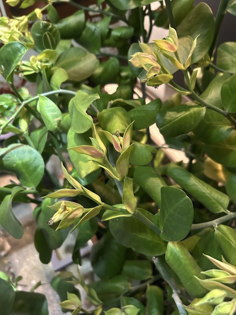 Euphorbia bracteata photo 7
