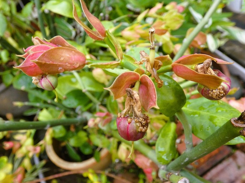 Euphorbia bracteata photo 8