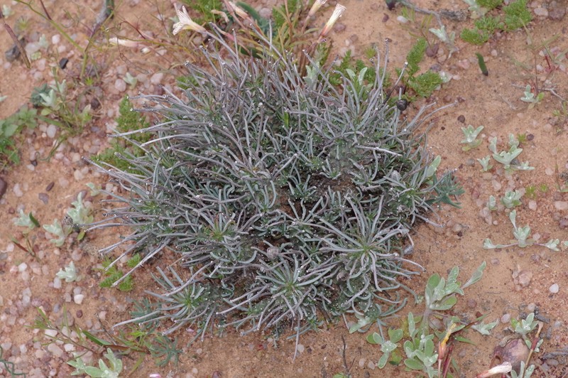 Euphorbia brakdamensis