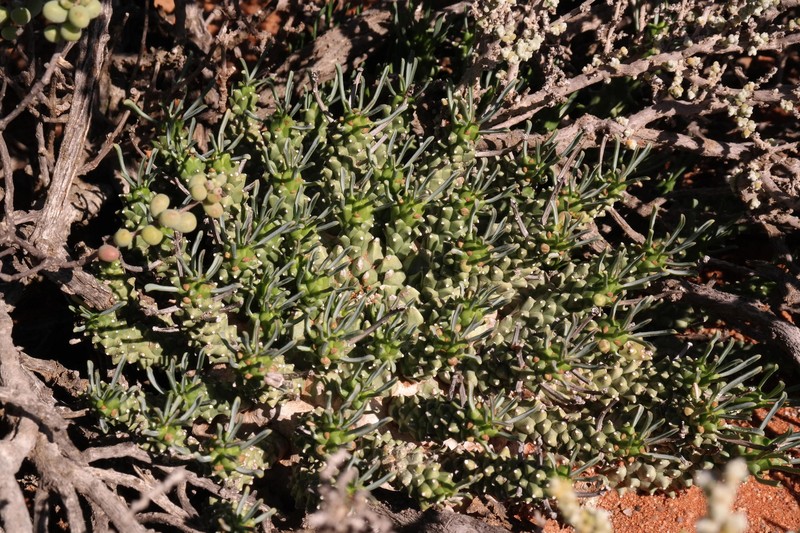 Euphorbia brakdamensis photo 4