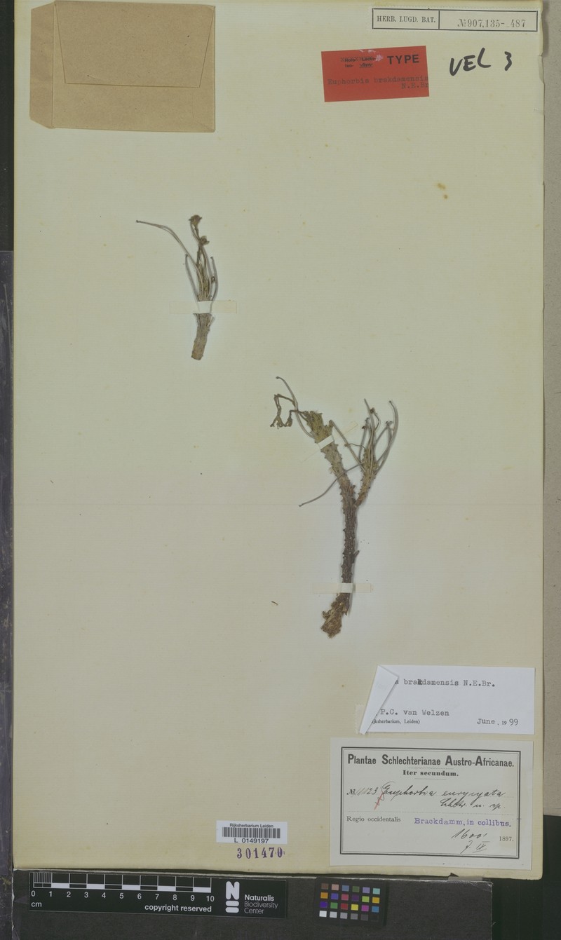 Euphorbia brakdamensis photo 7
