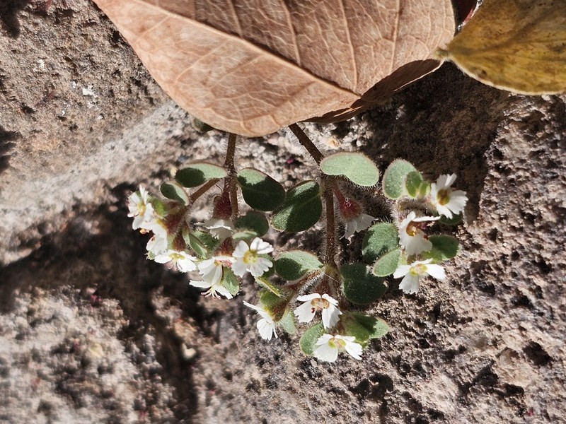 Euphorbia brandegeei