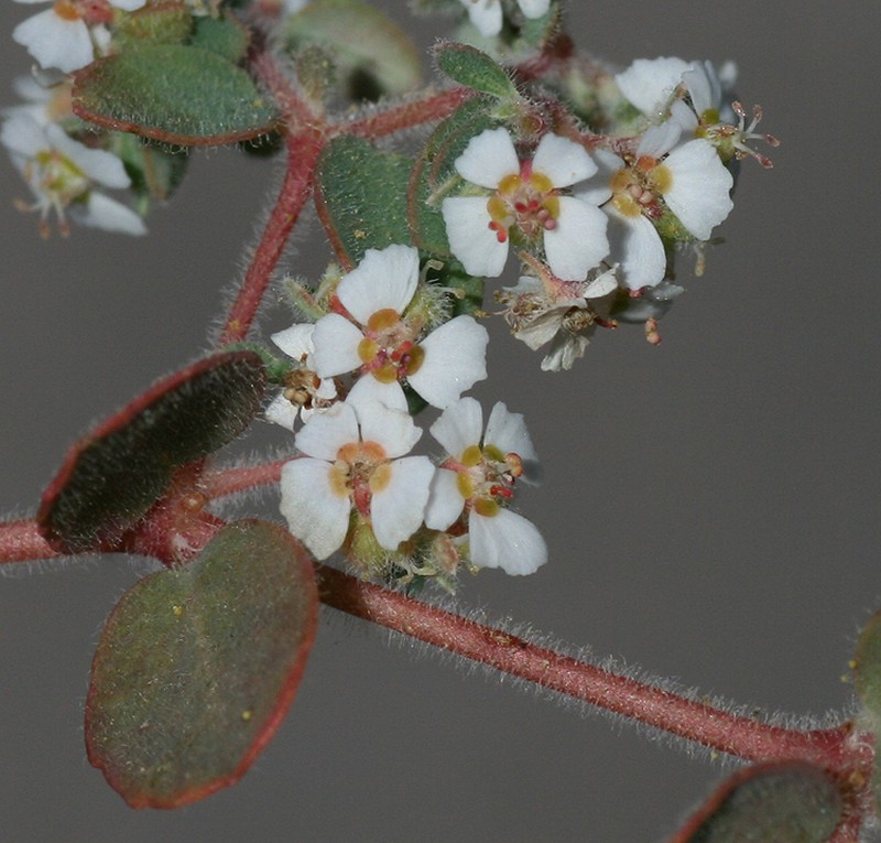 Euphorbia brandegeei photo 2