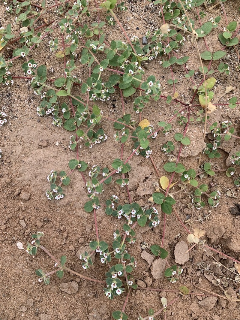 Euphorbia brandegeei photo 3