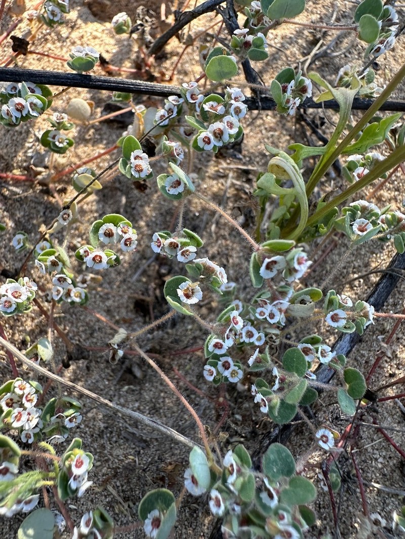 Euphorbia brandegeei photo 4