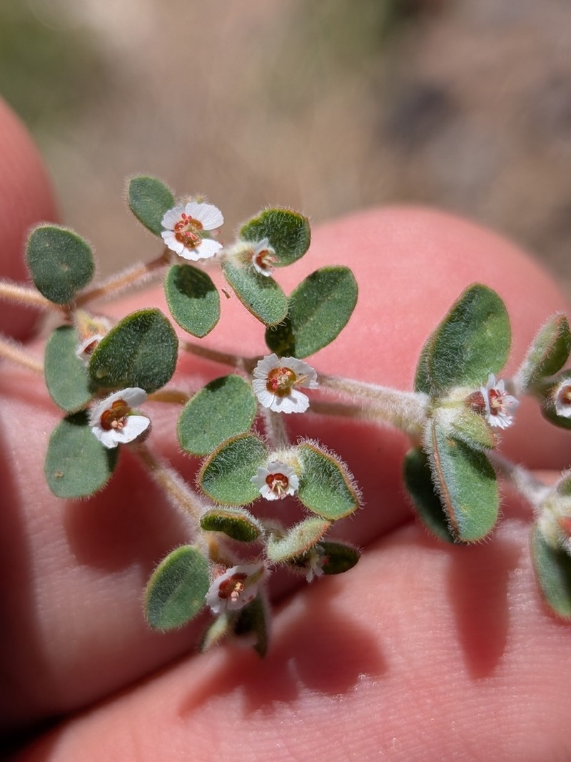 Euphorbia brandegeei photo 6