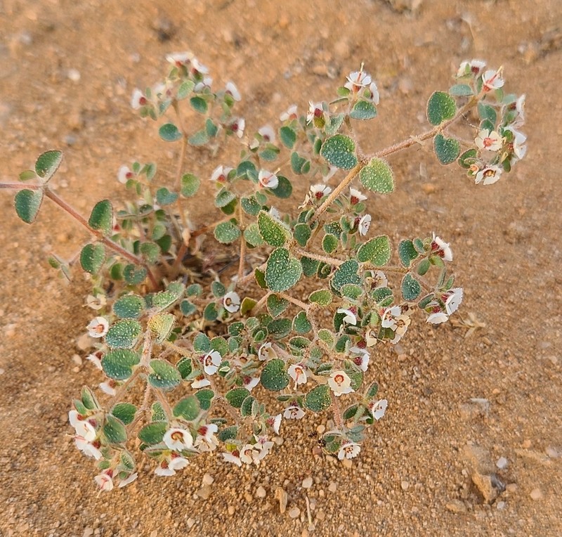 Euphorbia brandegeei photo 7