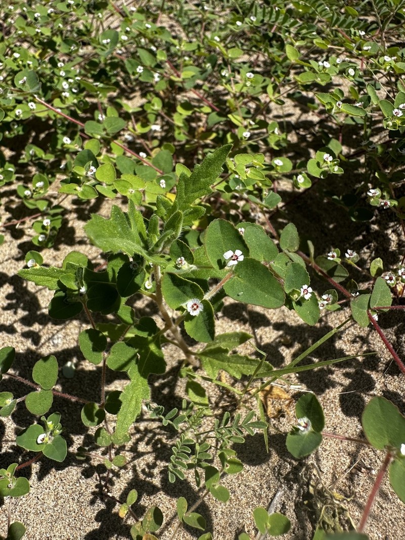 Euphorbia brandegeei photo 8