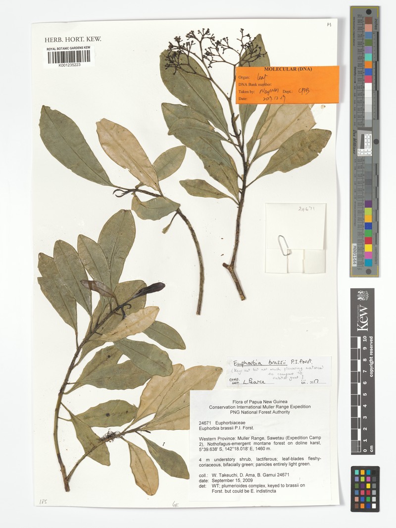 Euphorbia brassii