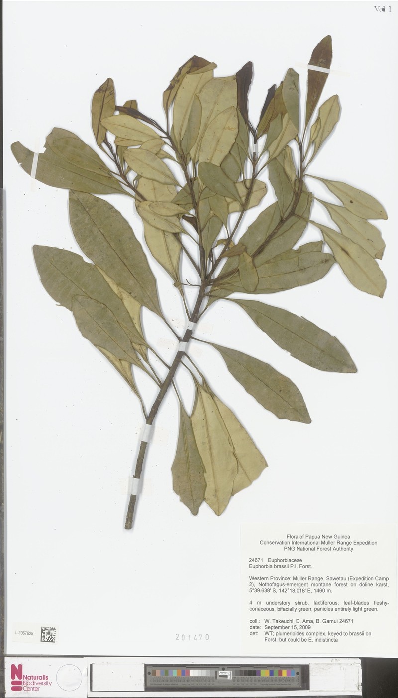 Euphorbia brassii photo 2