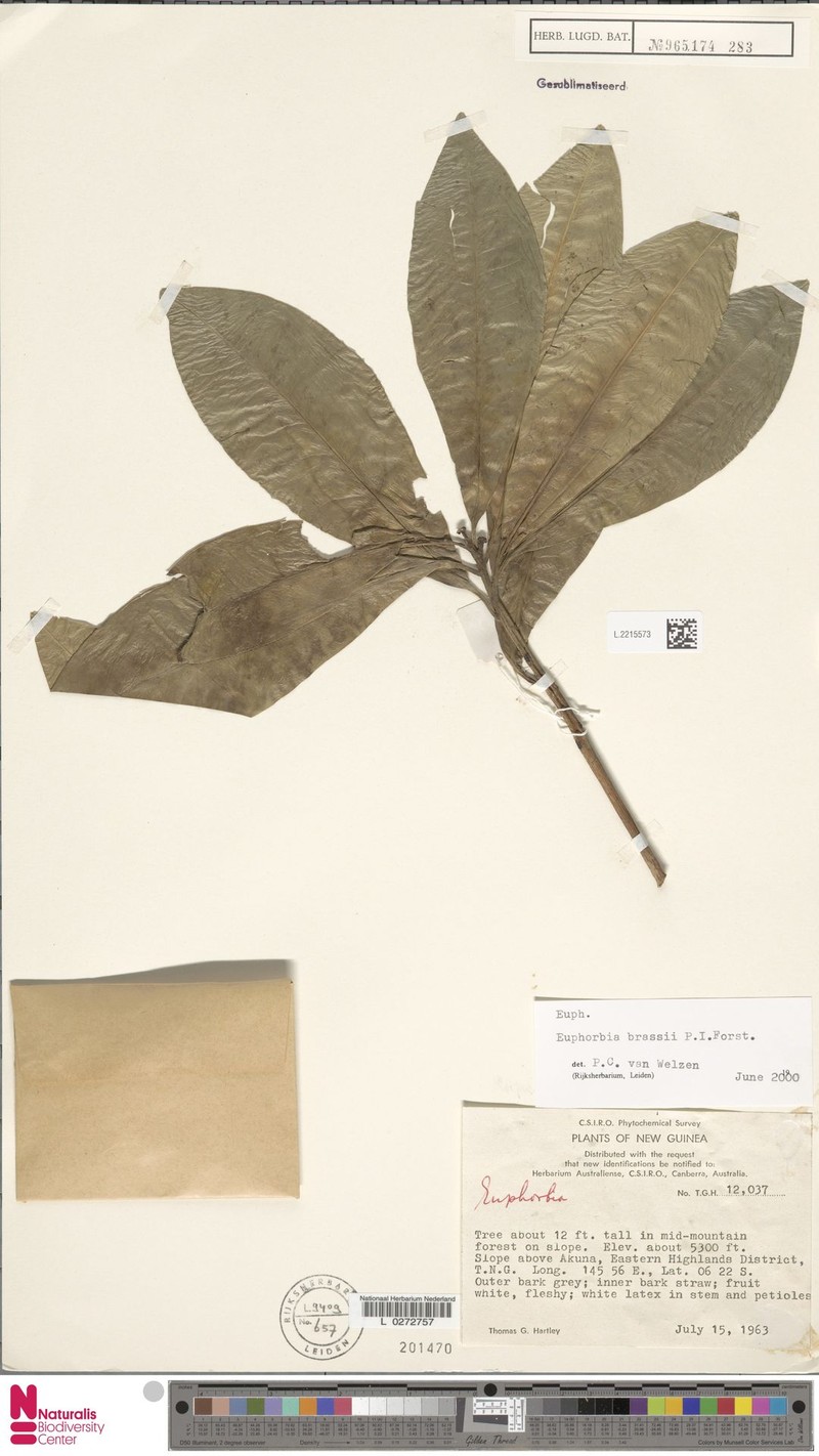 Euphorbia brassii photo 5