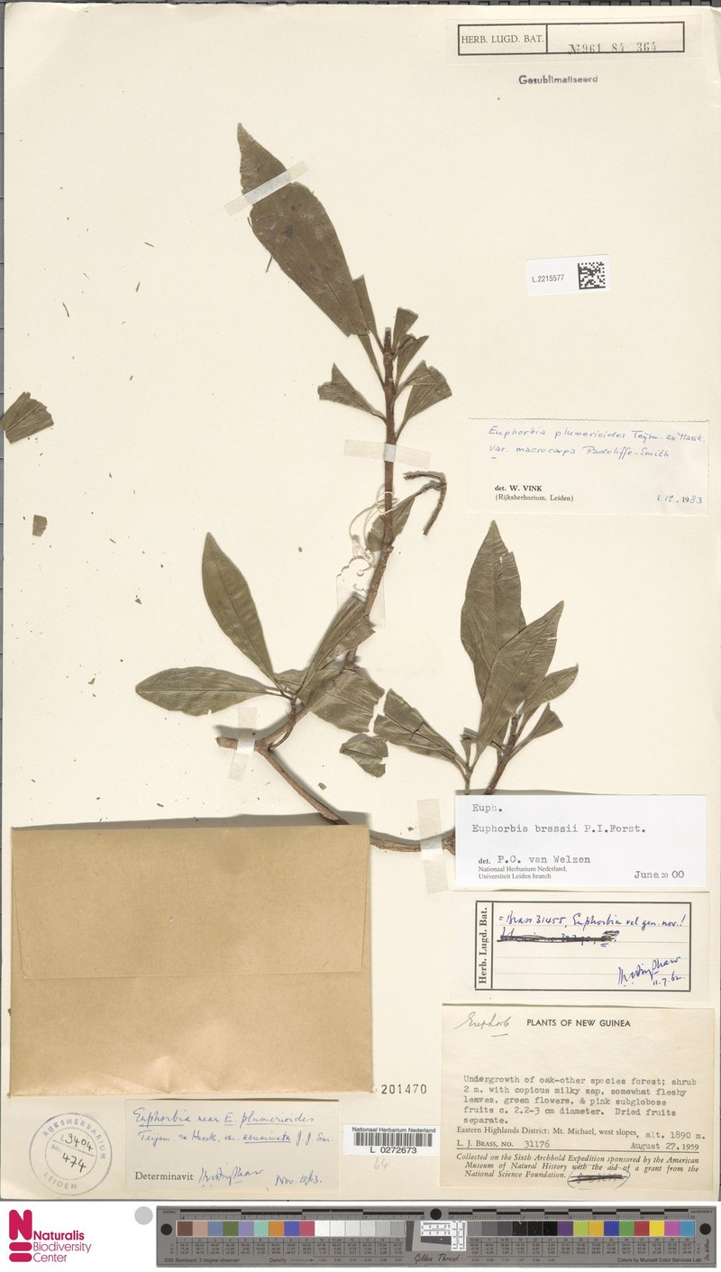 Euphorbia brassii photo 6