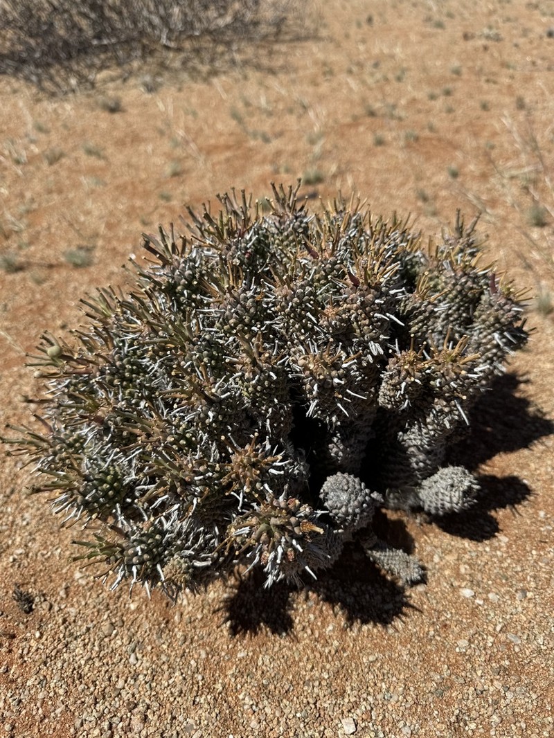 Euphorbia braunsii