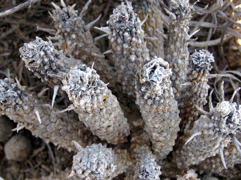 Euphorbia braunsii photo 2