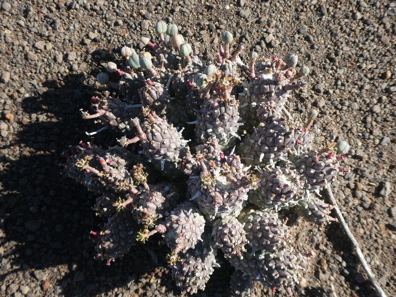 Euphorbia braunsii photo 3