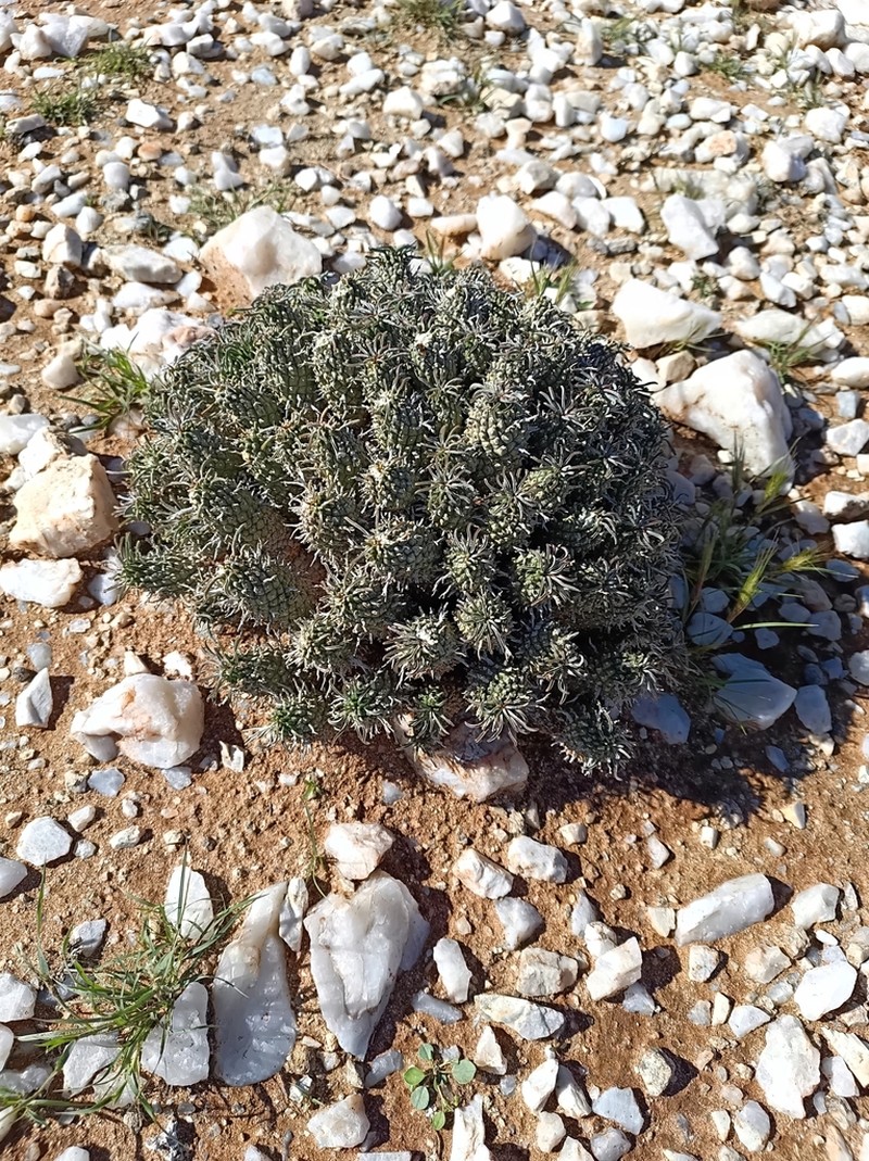 Euphorbia braunsii photo 4