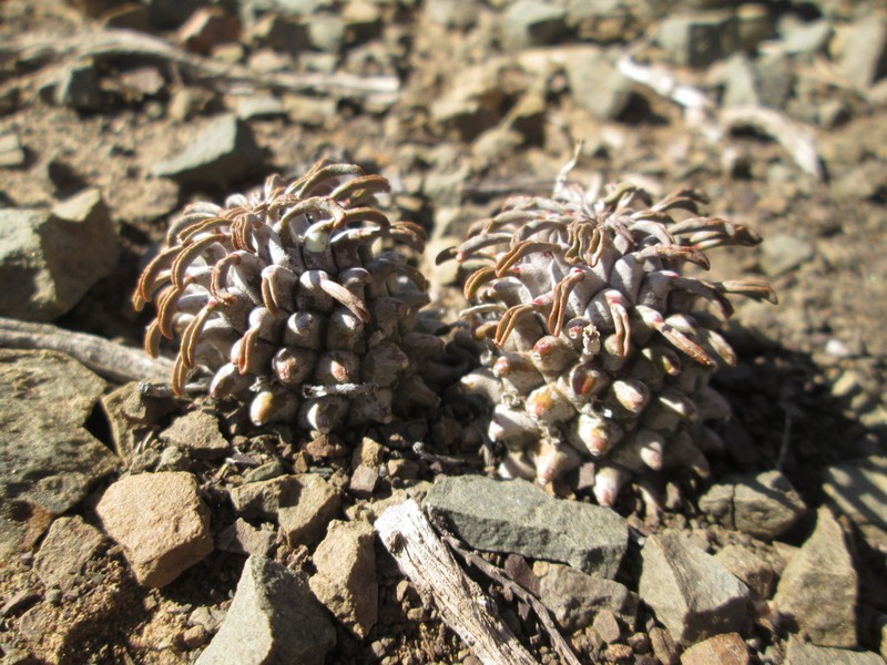 Euphorbia braunsii photo 5