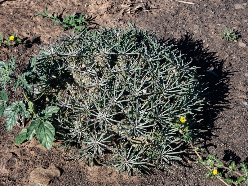 Euphorbia braunsii photo 6