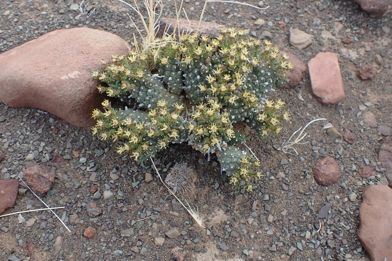 Euphorbia braunsii photo 7