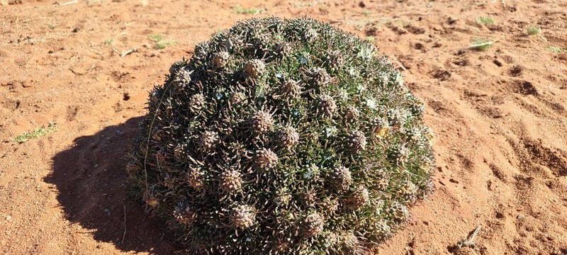 Euphorbia braunsii photo 8