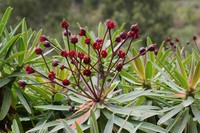 Euphorbia bravoana