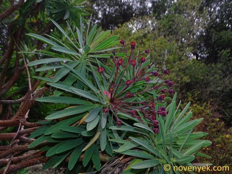 Euphorbia bravoana photo 2
