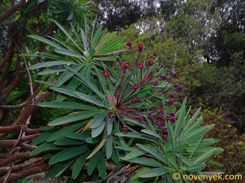 Euphorbia bravoana photo 4