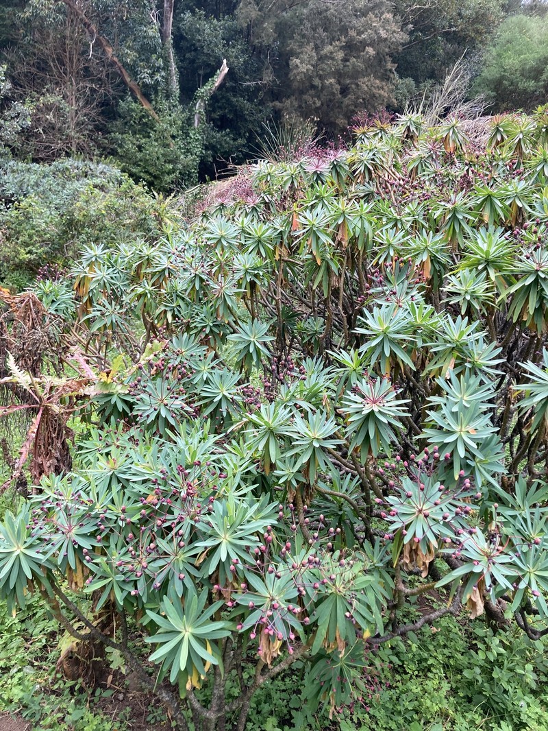 Euphorbia bravoana photo 5