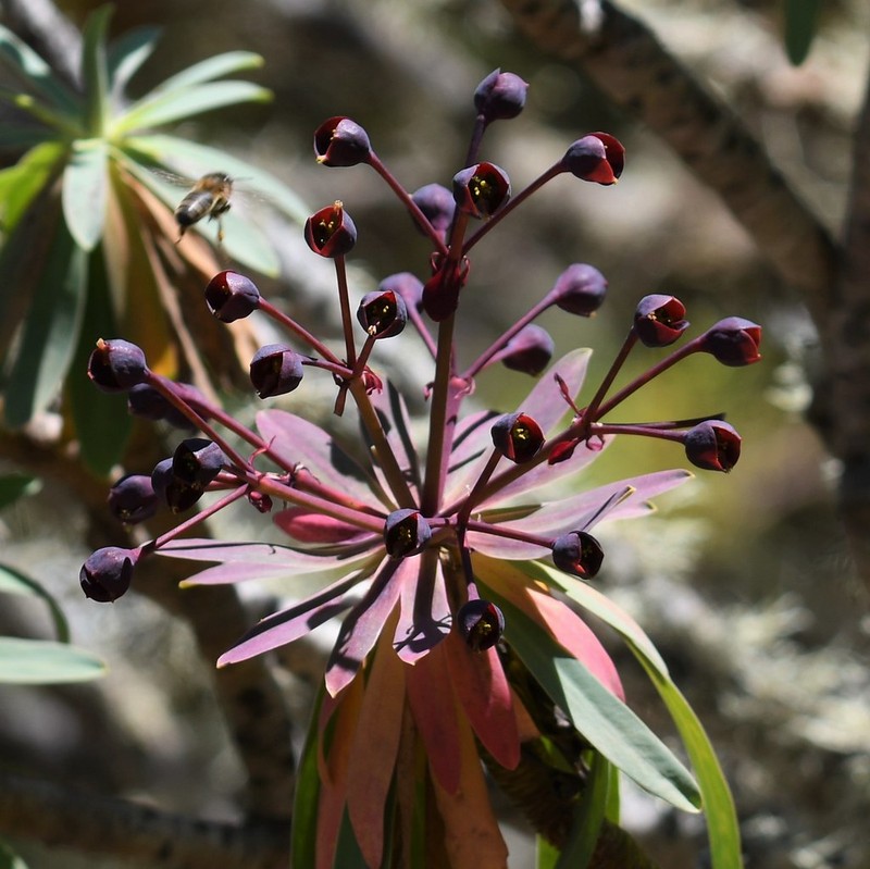 Euphorbia bravoana photo 6