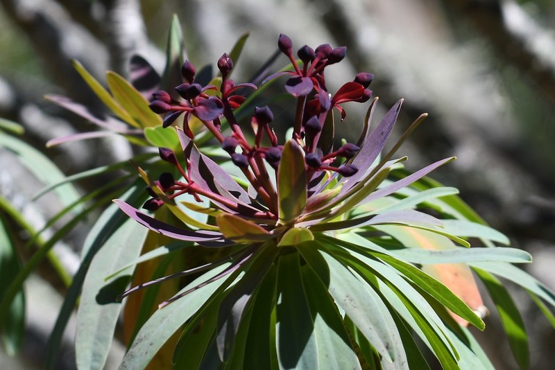 Euphorbia bravoana photo 7
