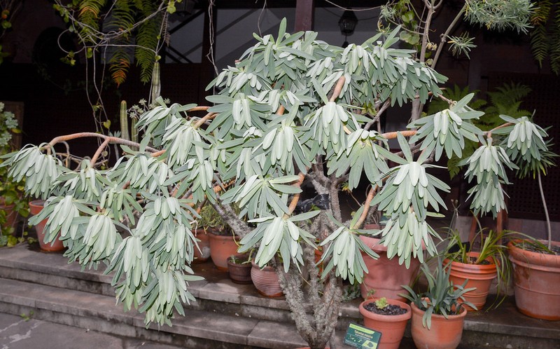 Euphorbia bravoana photo 8
