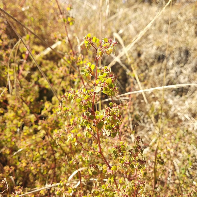 Euphorbia breedlovei photo 2