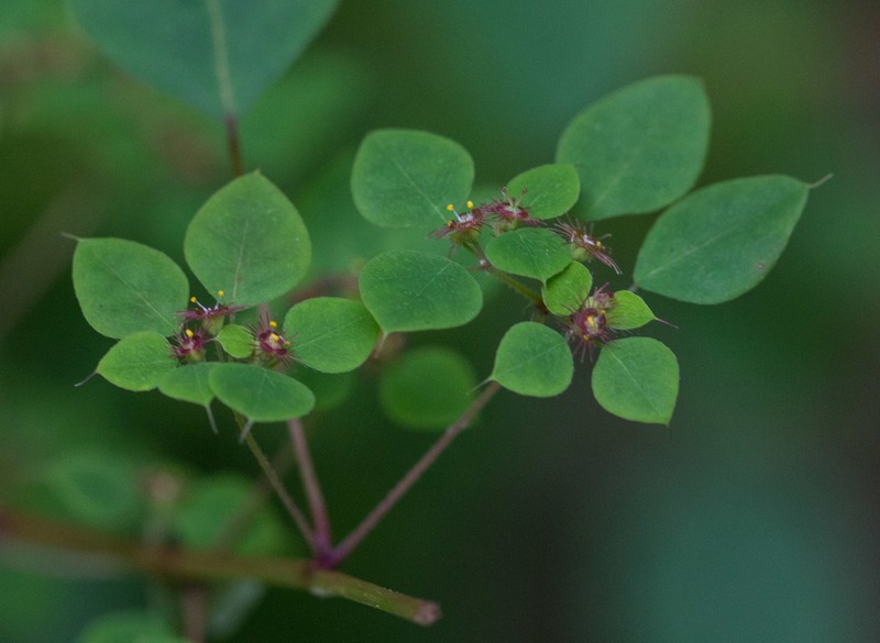Euphorbia breedlovei photo 3