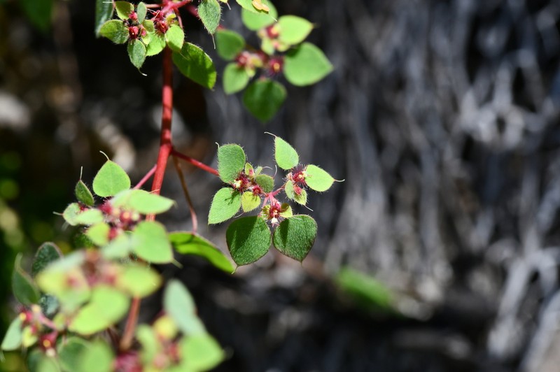 Euphorbia breedlovei photo 4